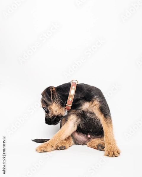 Obraz border terrier puppy