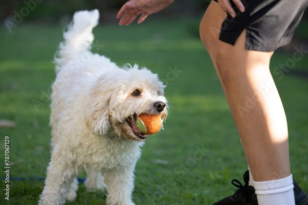 Obraz child playing with dog