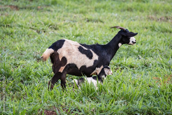 Obraz goat spotted with cub in a green pasture