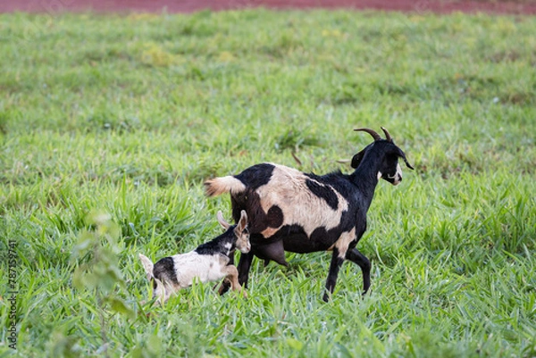 Obraz goat spotted with cub in a green pasture
