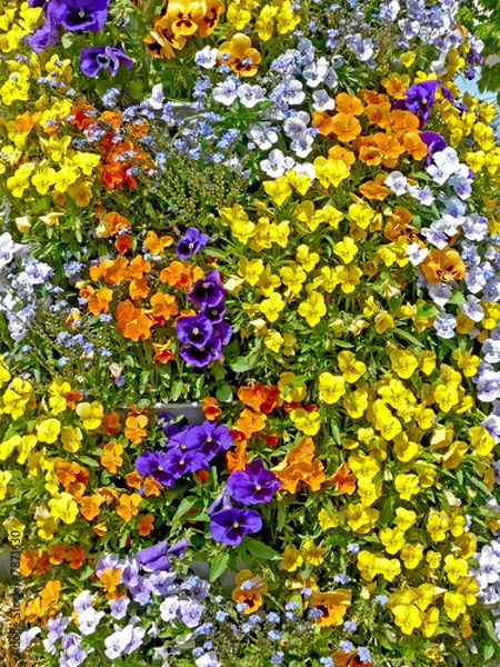 Fototapeta blütenmeer