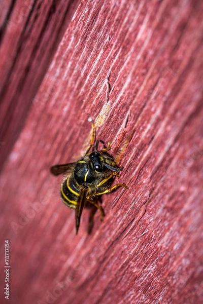 Obraz Wasp on old wood