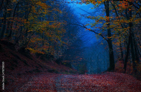 Obraz Beautiful evening colours in forest