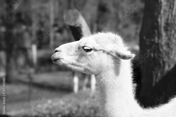 Fototapeta llama in zoo