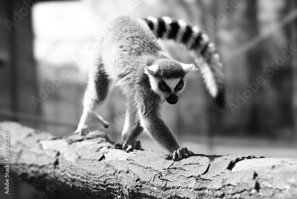 Fototapeta tailed lemur