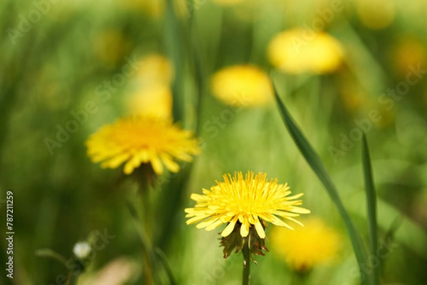 Fototapeta Fresh yellow dandelion flowers blooming outdoors in green grass in a meadowace