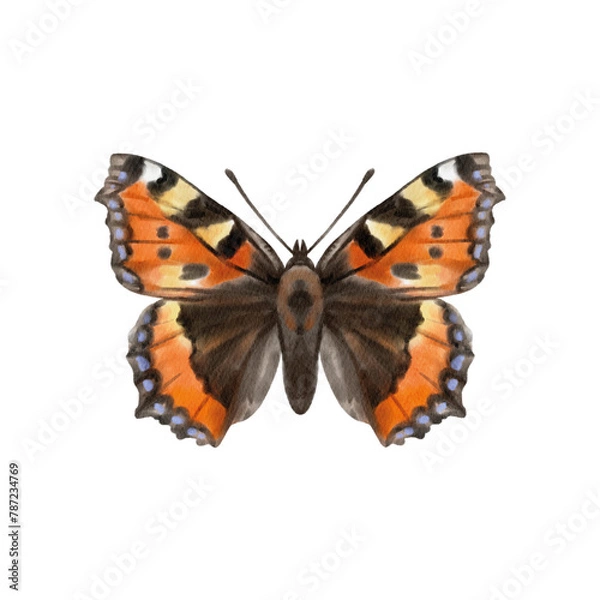 Fototapeta Watercolor colorful butterflies, isolated on white background. blue, yellow, pink and red butterfly 