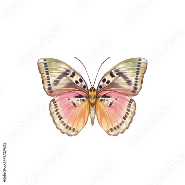 Obraz Watercolor colorful butterflies, isolated on white background. blue, yellow, pink and red butterfly 