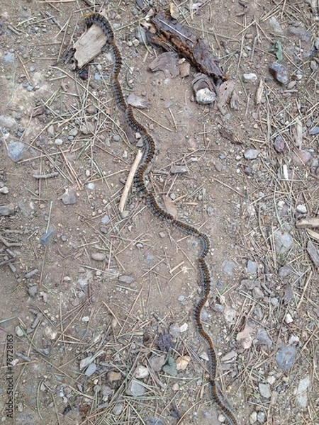 Fototapeta Caravan of the Caterpillars 