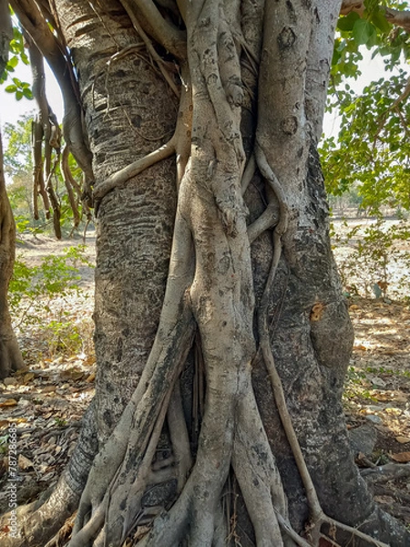 Obraz Banyan tree is the national tree of India.
(Ficus bengalensis)