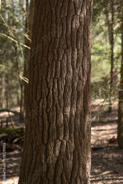 Obraz Tree bark texture copy space woodland backgrounds