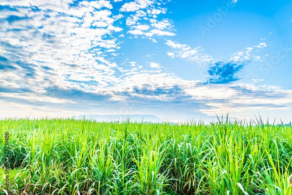 Fototapeta sugarcane plants grow in field