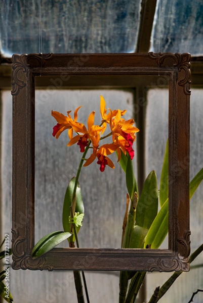 Obraz Sunny flower frame 
