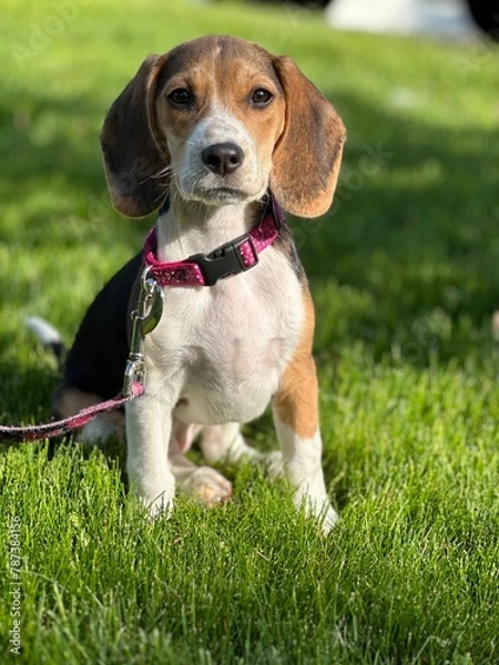 Fototapeta beagle in grass