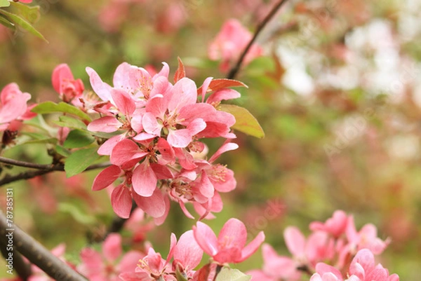 Fototapeta Pink apple tree flowers close up. Spring background with flowers. Nature. Close-up of pink flowers on a tree. Apple tree blooming with pink flowers in the park