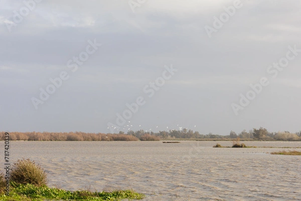 Obraz Marismas de Doñana
