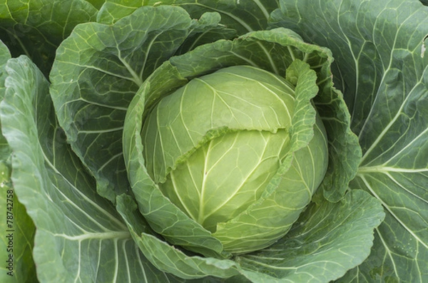 Fototapeta キャベツ