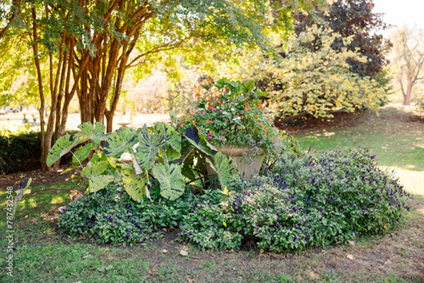 Fototapeta A beautiful scenery in a garden with elephant ears, flowering plants, and tall trees against a soft sunlight background.