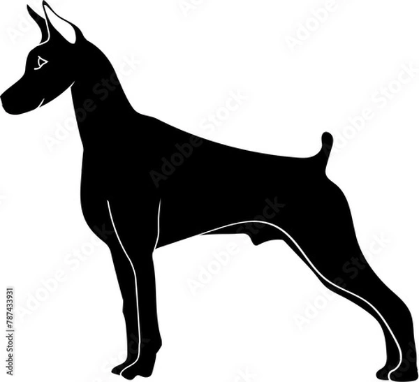 Obraz Doberman dog