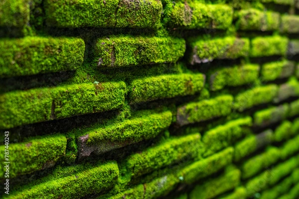 Fototapeta green moss on the wall