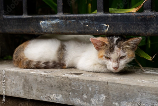 Fototapeta cat on the roof