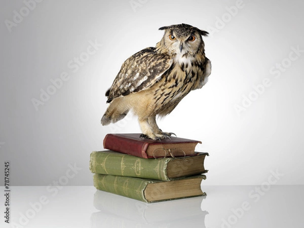 Obraz Eagle Owl on Books