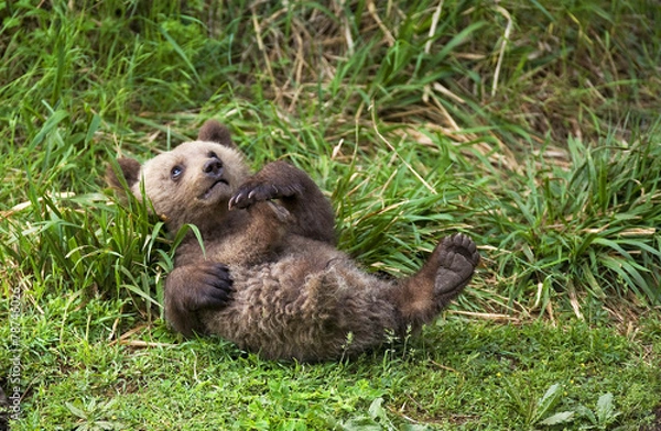 Obraz Oso pardo - Brown bear