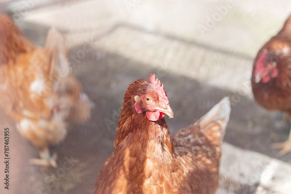 Fototapeta Domestic chicken with brown and white feathers running around the yard in the free range. Organic chickens. Homegrown eggs. Funny expression