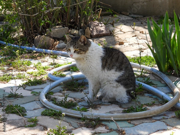 Obraz cat

