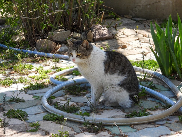 Obraz cat
