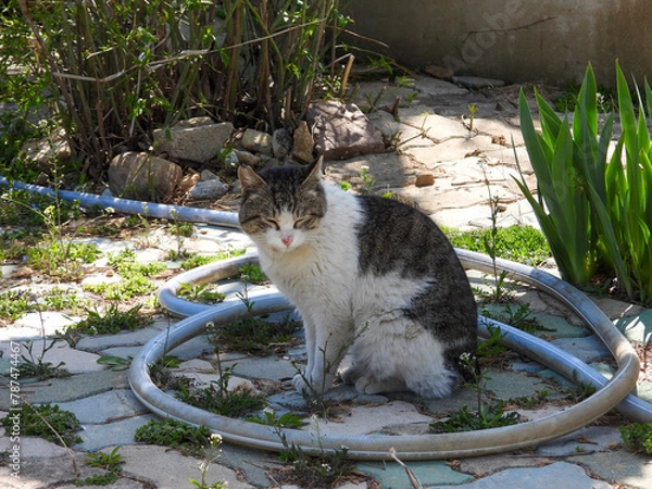 Obraz cat
