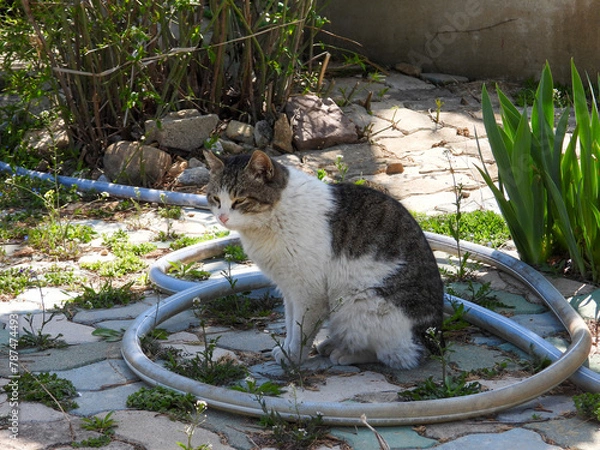 Obraz cat
