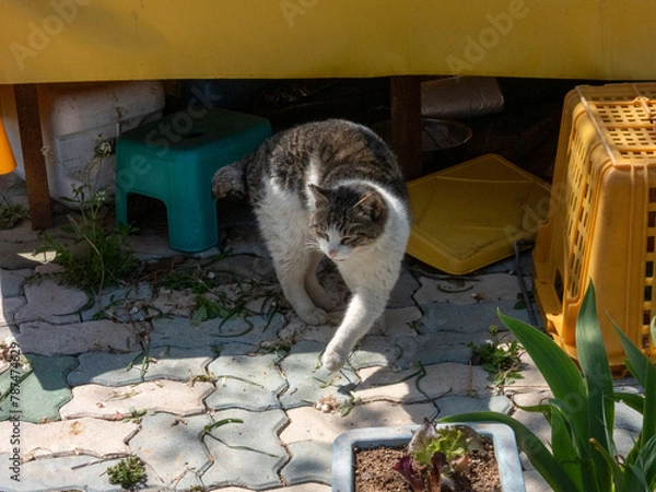 Obraz cat
