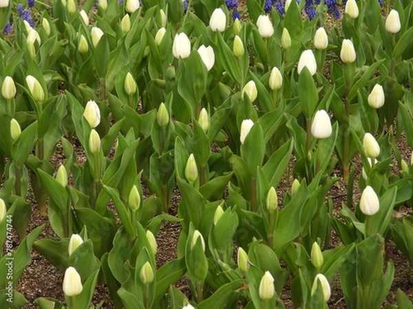 Obraz tulip

