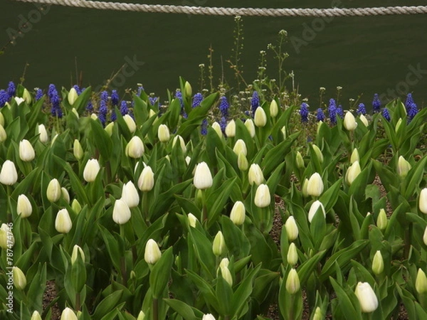 Obraz tulip
