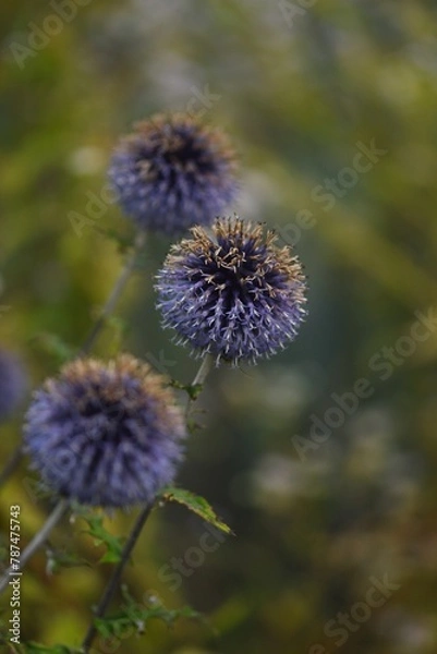 Obraz Globe thistle. Blue echinops flowers on bokeh background, selective focus.