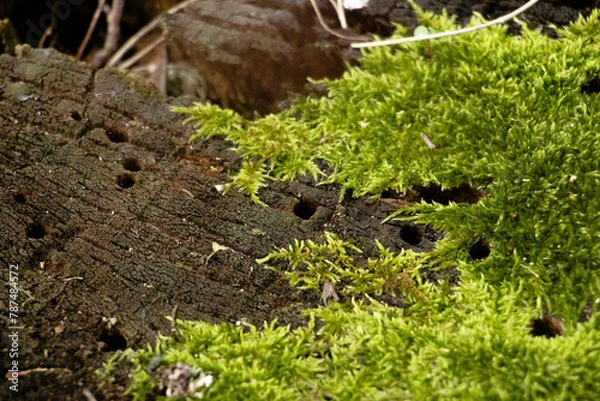 Fototapeta stump with moss in the forest