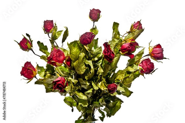 Fototapeta Dried bouquet of red roses isolated