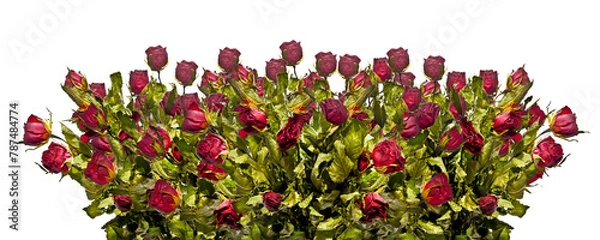 Obraz Dried bouquet of red roses in row  isolated