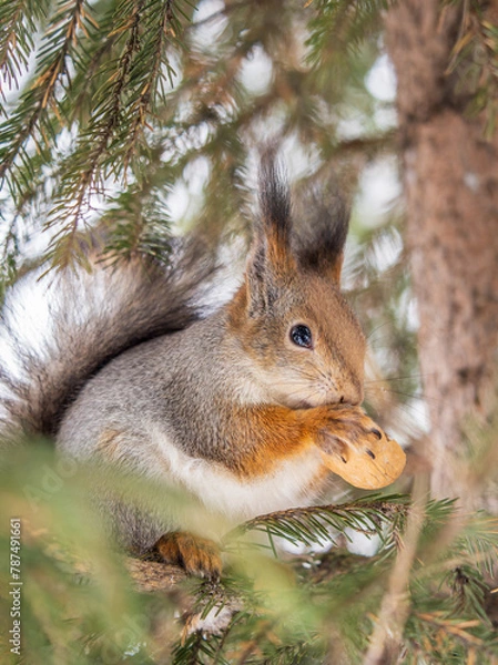 Obraz The squirrel with nut sits on tree in the winter or late autumn