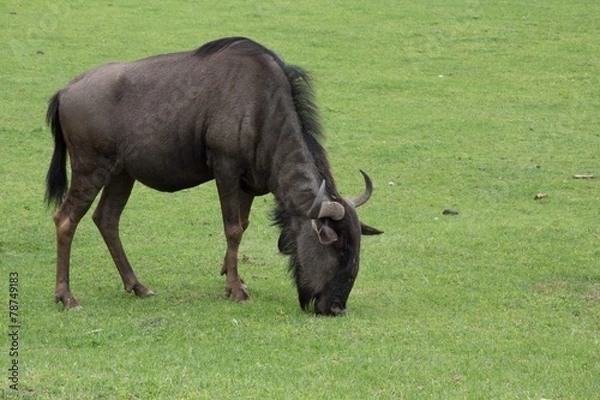 Obraz gnu