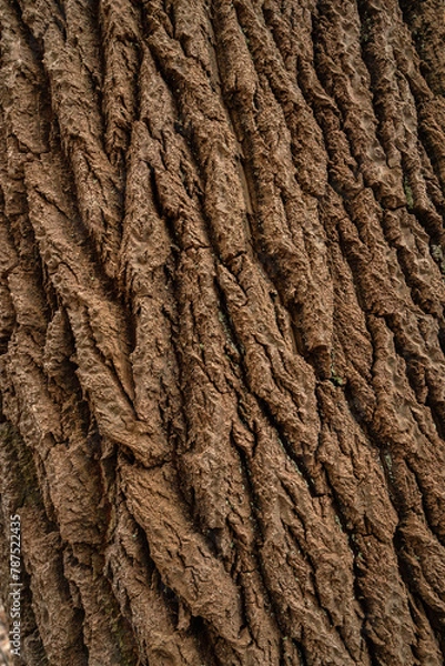 Obraz Brown Tree bark in a forest