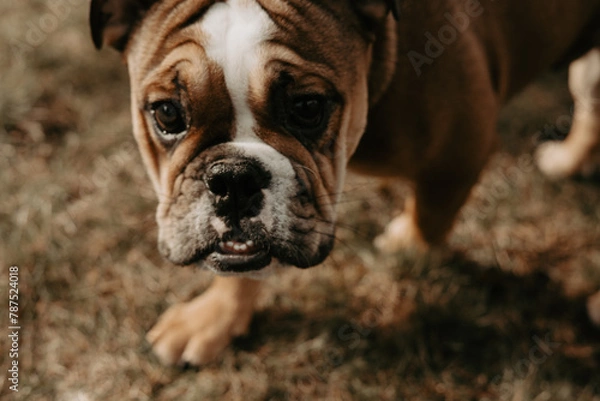 Fototapeta Curious English bulldog puppy playing outside in the grass on a beautiful day. Photo taken in Sweden.