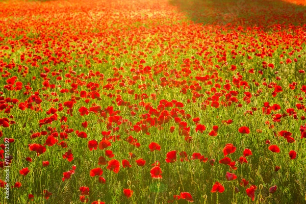Obraz Poppies field at sunset