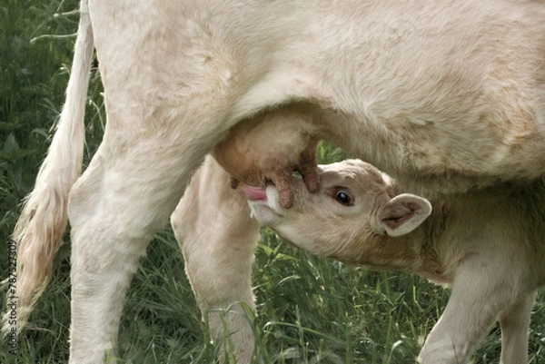 Fototapeta A calf drinks from its mother's udder