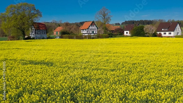 Fototapeta Aerial drone view of yellow rapeseed fields in German countryside