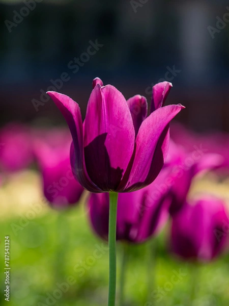 Obraz pink/purple tulip!