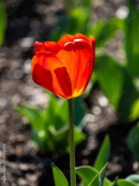 Obraz red and yellow tulip