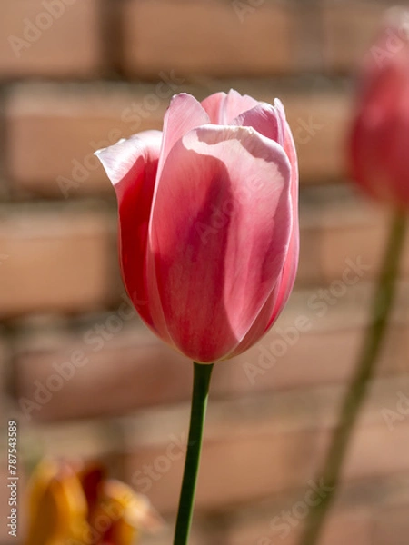 Obraz pink tulip in the garden