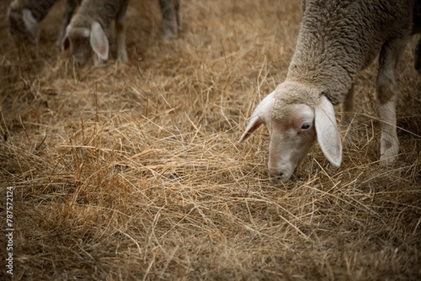 Fototapeta sheep in a field in Munich